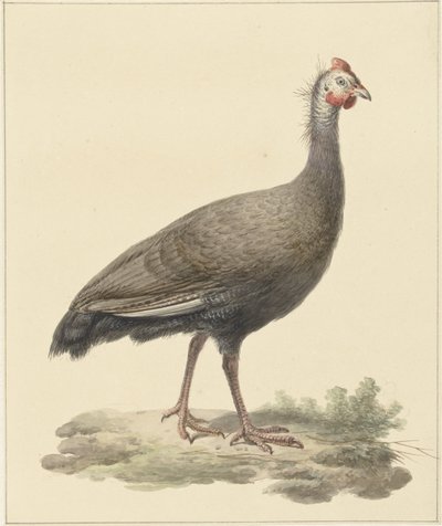 Helmparelhoen tekijältä Pieter Pietersz. Barbiers