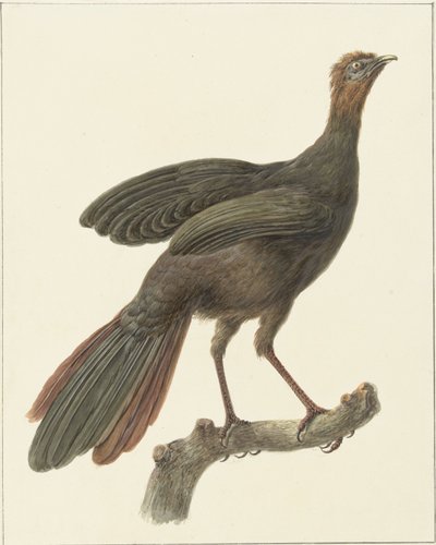 Kuifsjakohoen (Penelope purpurascens) tekijältä Pieter Pietersz. Barbiers