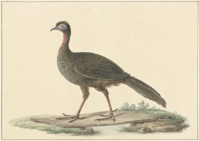 Marailsjakohoen (Penelope marail) tekijältä Pieter Pietersz. Barbiers