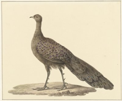 Spiegelpauw tekijältä Pieter Pietersz. Barbiers