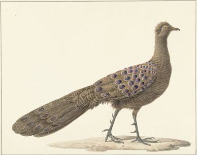 Spiegelpauw tekijältä Pieter Pietersz. Barbiers
