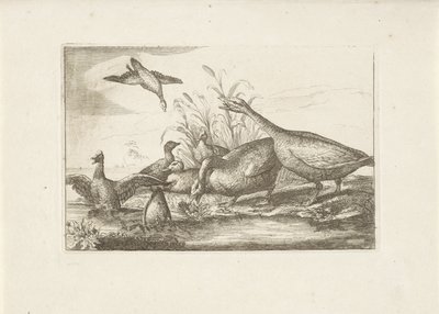 Eenden en ganzen Erilaisia ​​lintuja (sarjan nimi) Eri lintujen täydellisimmät hahmot (...) (sarjan nimi) tekijältä Pieter Schenk (I) (attributed to)