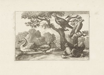 Kip tapasi kuikens en andere vogels Erilaisia ​​lintuja (sarjan nimi) Eri lintujen täydellisimmät hahmot (...) (sarjan nimi) tekijältä Pieter Schenk (I) (attributed to)
