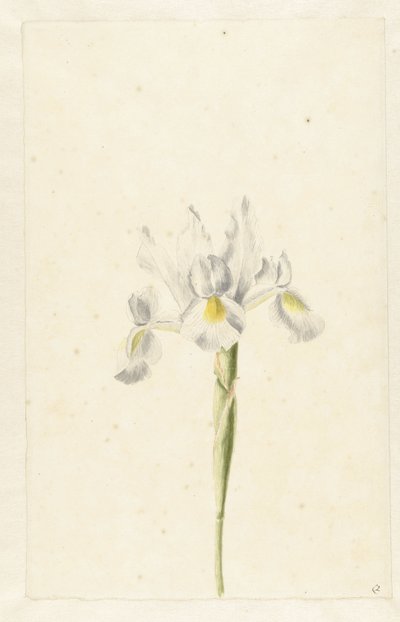 Valkoinen iiris (Iris albicans) tekijältä Pieter Withoos (circle of)
