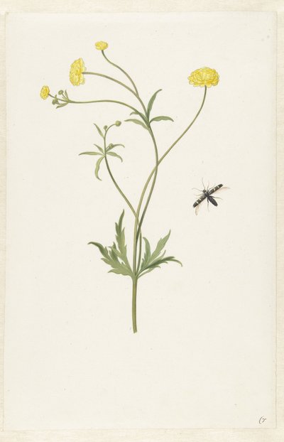 Kaksoiskeltainen ranunculus ja hyönteinen tekijältä Pieter Withoos (possibly)