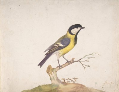 Isotiainen Parus major istui oksalla, 1670-93. tekijältä Pieter Withoos