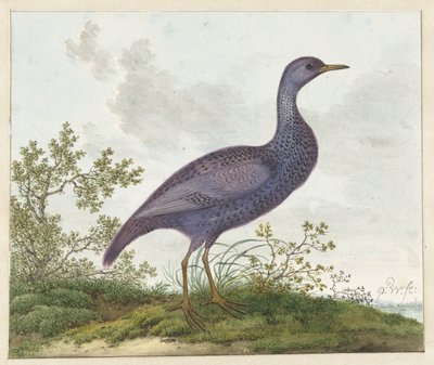 Spotted Crake (Porzana porzana) ? tekijältä Pieter Withoos