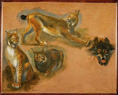 Ilves, suden pää (maalaus kankaalle) tekijältä Pieter or Peter Boel