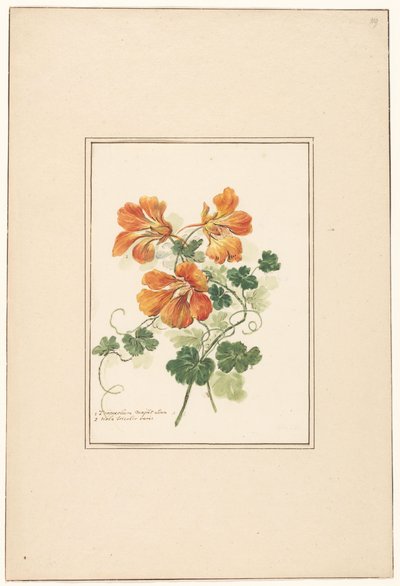 Tropaeolumin ja violetin oksat tekijältä Pieter van Loo (attributed to)