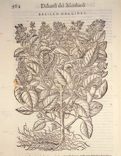 Basilika (ocymum basilicum), kaiverrus Pier Andrea Mattioli tekijältä Pietro Andrea Mattioli