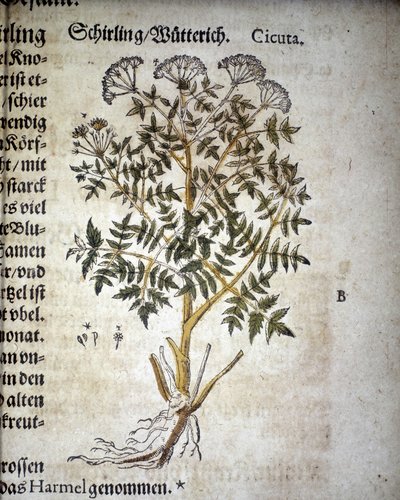 Hemlock - In ""Herbarium Mattioli""". tekijältä Pietro Andrea Mattioli