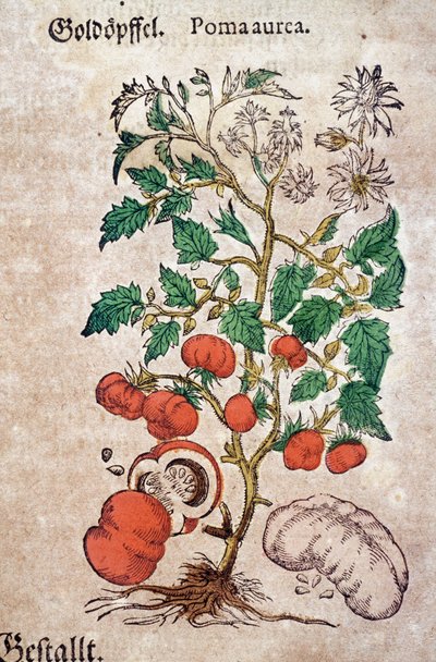Herbaario: kasvitieteellinen planoma aureache, joka edustaa tomaattikasvia (Caulis floridus). Kaiverrus kirjaan "Kreutterbuch des hochgelehrten und farfamousen Herr D. Petri Andreae Matthioli" Pietro Andrea Mattioli (Matthiole) tekijältä Pietro Andrea Mattioli