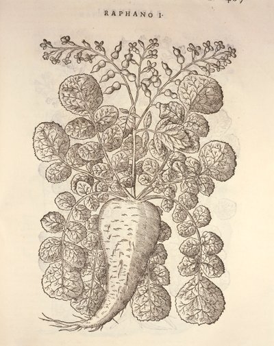 Piparjuuri (Armoracia rusticana), kaiverrus Pier Andrea Mattioli tekijältä Pietro Andrea Mattioli
