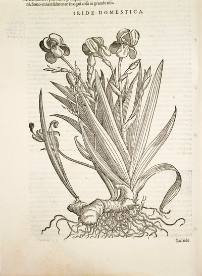 Iris (Domestic iris), kaiverrus Pier Andrea Mattioli tekijältä Pietro Andrea Mattioli