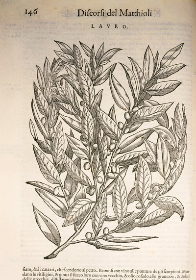 Laurel (Laurus), kaiverrus Pier Andrea Mattioli tekijältä Pietro Andrea Mattioli