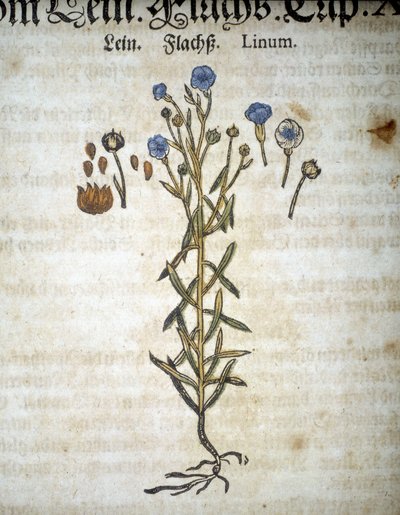 Lin tai Linum - "Herbarium Mattiolissa"". tekijältä Pietro Andrea Mattioli