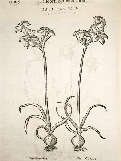 Narcissus, kaiverrus Pier Andrea Mattioli tekijältä Pietro Andrea Mattioli
