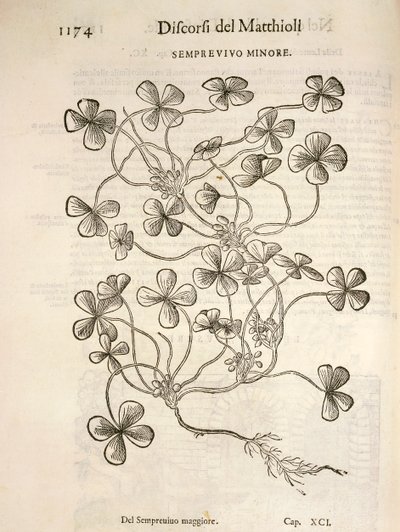 Sempervivum (Minor houseleek), kaiverrus Pier Andrea Mattioli tekijältä Pietro Andrea Mattioli