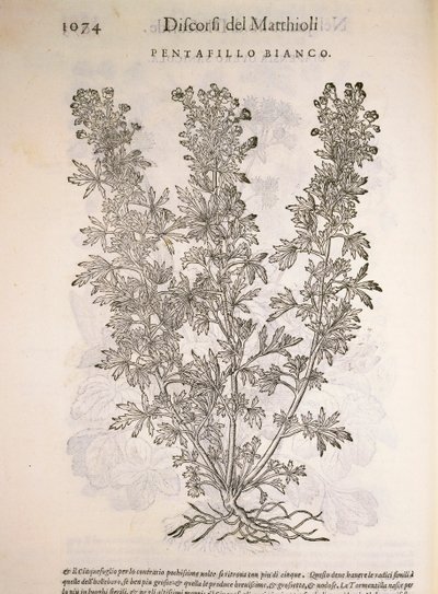 Silverweed (Potentilla alba), kaiverrus Pier Andrea Mattioli tekijältä Pietro Andrea Mattioli