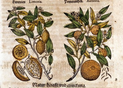 Sitruuna. Appelsiini- ja sitruunapuu. Kaiverrus - "" Kreutterbuch Dess erittäin oppinut ja tunnettu Mr. D. Petri Andreae Matthioli"" Pietro Andrea Mattioli (Matthiole) (1500-1577). Frankfurt tekijältä Pietro Andrea Mattioli
