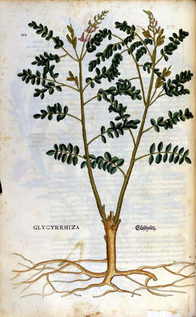 Lakritsi. Kaiverrus - "" Kreutterbuch Dess erittäin oppinut ja tunnettu Mr. D. Petri Andreae Matthioli"" Pietro Andrea Mattioli (Matthiole) (1500-1577). Frankfurt tekijältä Pietro Andrea Mattioli