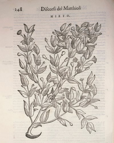 True Myrtle (Myrtus communis), kaiverrus Pier Andrea Mattioli tekijältä Pietro Andrea Mattioli