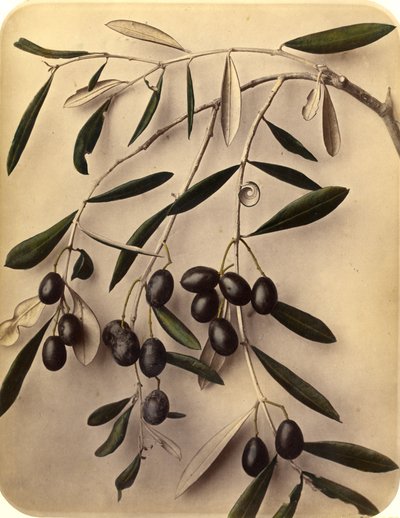 Oliivit, 1870-luku (valkopainokuva) tekijältä Pietro Guidi