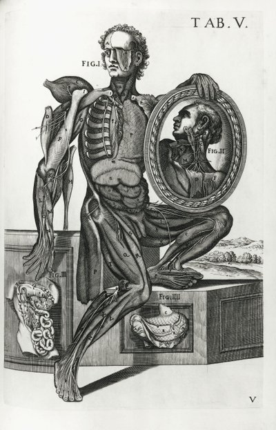 Levy V julkaisusta "The Anatomical Tables" tekijältä Pietro da Cortona