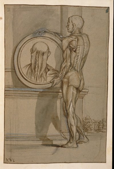 Ms Hunter 653 levy XVI, anatominen piirustus, n. 1610 (kynä ja liitu paperille) tekijältä Pietro da Cortona