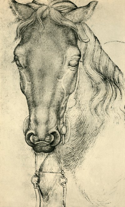 Hevosen pää, c1420-1455, 1943. tekijältä Antonio Pisanello
