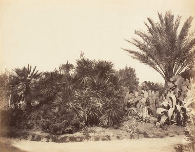 Pincian Garden, Rooma, 1853-56. tekijältä Possibly by Jane Martha St. John.