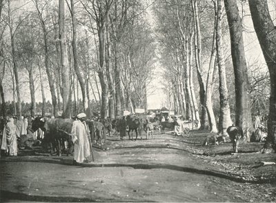 Arabien messut ja markkinat, Boufarik, Algeria, 1895. tekijältä Poulton and Co