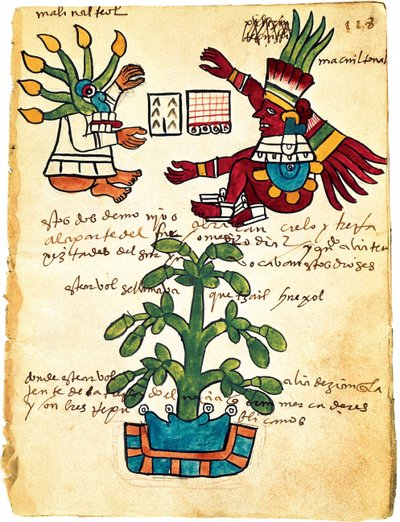 Kaakaopuu Codex Tudelasta, 1553 tekijältä Pre Columbian art
