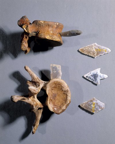 Piikivi, jossa esihistoriallinen luu, National Antiquities Museum. tekijältä Prehistoric Prehistoric