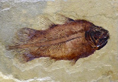 Hiilipitoisen coelakantin fossiilinen jalanjälki (objekti) tekijältä Prehistoric Prehistoric
