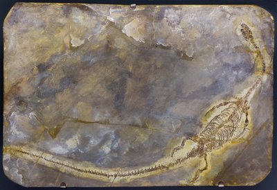 Hyphalosaurus lingyuanensis -fossiili (tuote) tekijältä Prehistoric Prehistoric