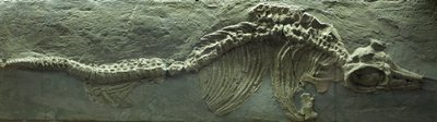 Ichthyosaurus Fossiili, Jurakauden (Lias) kausi. tekijältä Prehistoric Prehistoric
