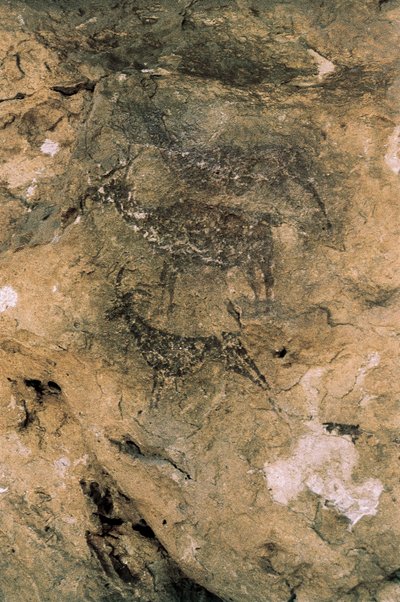 Mesoliittisen kalliotaidetta: Peuroja ja vuohia (8000-7000 eKr.), Espanja, Bicorp, La Aranan luola (maalaus) tekijältä Prehistoric Prehistoric
