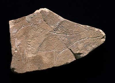Peuraa edustava petroglyfi, Parpallon luola, Espanja. Yläpaleoliitti, Solutreen (kaiverrus) tekijältä Prehistoric Prehistoric