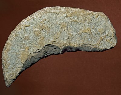 Prehistoire: Chopper-tyyppinen työkalu Kjokkenmoddingerin litistä valmistusta varten, Tanska. Paleoliittinen. Verone, Museo Civico di Storia Naturale, Italia tekijältä Prehistoric Prehistoric