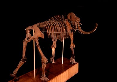 Esihistoria, dinosaurus: mammutin luuranko, Pariisi, luonnonhistoriallinen museo tekijältä Prehistoric Prehistoric
