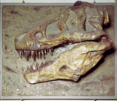 Esihistoria: Dinosauruksen kallo Tyrannosaurus rex (T Rex tai tyrannosaurus). Liitukausi. Civic Natural History Museum, Milano tekijältä Prehistoric Prehistoric