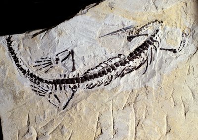 Esihistoria: Mesosaurus-fossiili, paleotsoinen aikakausi, permikausi. Tapaaminen Minas Geraisissa, Brasiliassa. tekijältä Prehistoric Prehistoric