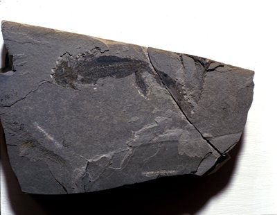Esihistoria: Permikausi, paleotsoinen aikakausi. Branchiosaurus (Brahiopode) -fossiili. Etsi Rotliegenista Saksasta tekijältä Prehistoric Prehistoric