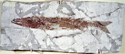 Esihistoria: kalafossiili Sphyraena Bolcensis Bolca-vuoren paikalta (Italia). Eoseenikausi. Civic Natural History Museum, Milano tekijältä Prehistoric Prehistoric