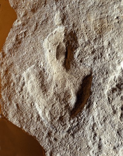 Esihistoria: dinosauruksen fossiilinen sormenjälki. Mesozoinen aikakausi, jurakausi. löydetty entisestä Jugoslaviasta tekijältä Prehistoric Prehistoric