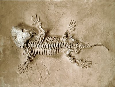 Esihistoria: Seymouria Biolorensis sammakkomatelijan fossiilit Texasista Yhdysvalloista. Permikausi. Civic Natural History Museum, Milano tekijältä Prehistoric Prehistoric