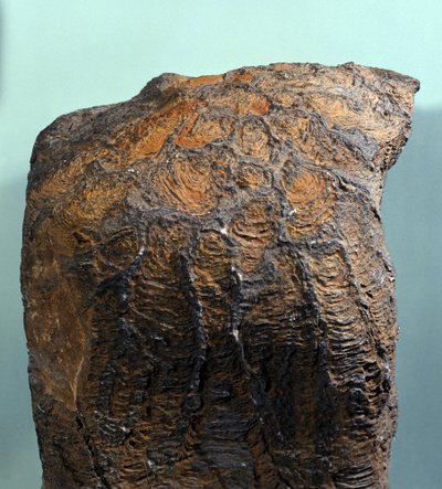 Esihistoria: Stromatoliitin (tai stromatoliitin) fossiilit, merikivi, arkeotsoinen aikakausi. löydetty Mauritaniasta. tekijältä Prehistoric Prehistoric