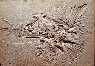 Esihistoria: linnun Archeopteryx (archeopteryx) fossiili Lithographica Solnhofenin alueelta (Saksa). Ylivoimainen Jurassic. Museo Civico di Storia Naturale, Milano tekijältä Prehistoric Prehistoric