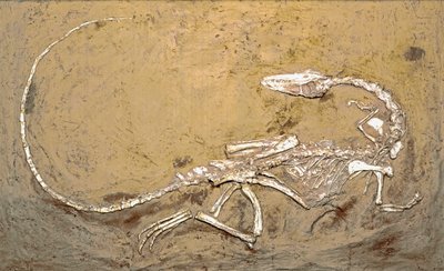 Esihistoria: dinosauruksen Coelophysis fossiili. Ylätriaskauden aika. Museo Civico di Storia Naturale, Milano tekijältä Prehistoric Prehistoric